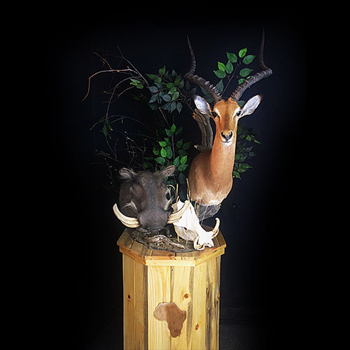 African Taxidermy Gallery