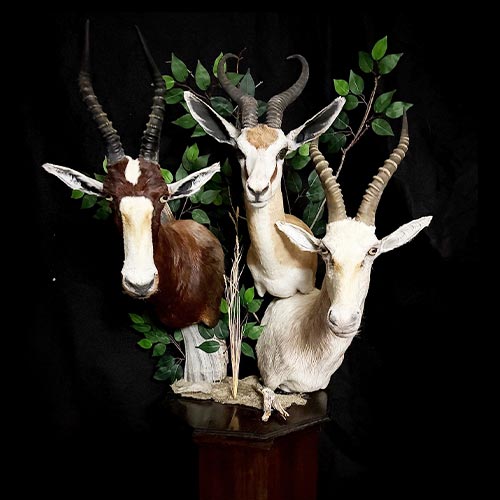 African - Kudo - Taxidermy