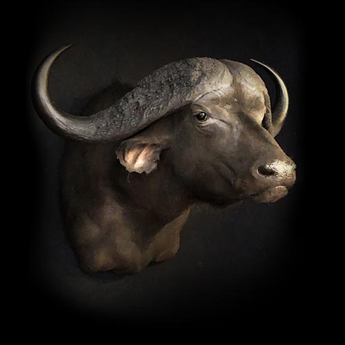 African - Buffalo - Taxidermy