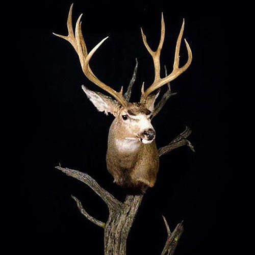 Americn - Deer - Taxidermy