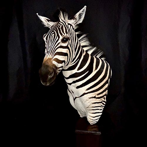 African Taxidermy Gallery