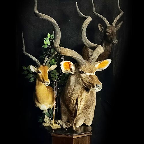 African Taxidermy Gallery