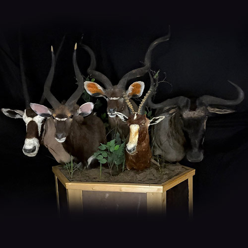 African Taxidermy Gallery