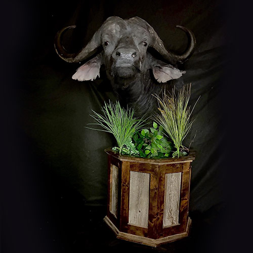 African Taxidermy Gallery