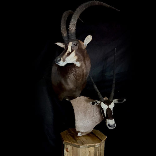 African Taxidermy Gallery