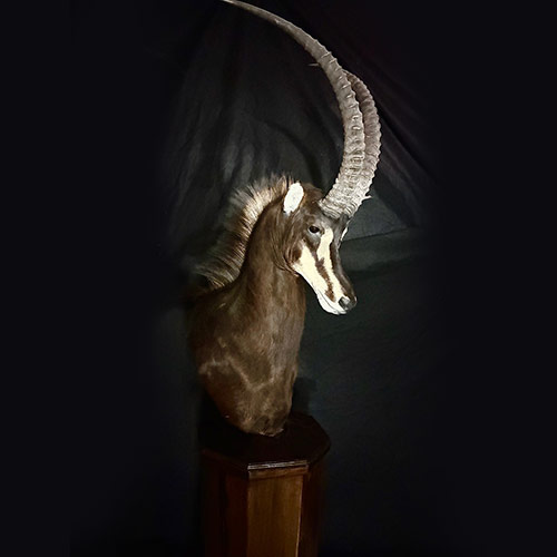 African Taxidermy Gallery
