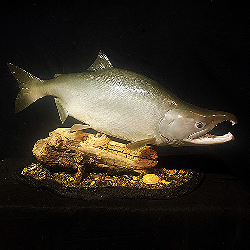 North American Fish and Birds Taxidermy Gallery