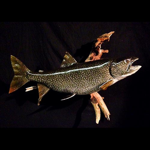 North American Fish and Birds Taxidermy Gallery