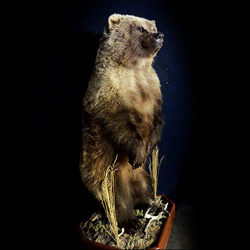 Americn - Bear - Taxidermy