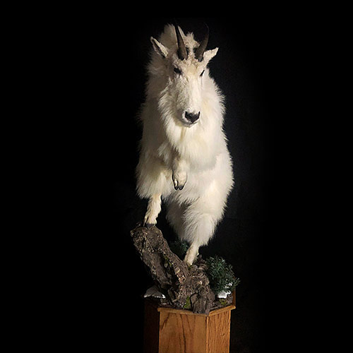 Americn - Mount Goat Bighord Sheep - Taxidermy