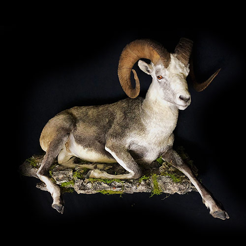 Americn - Bighorn Sheep - Taxidermy