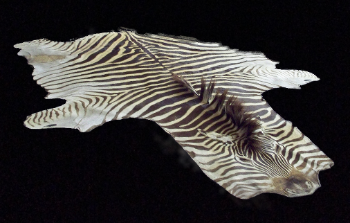 Zebra Full Skin For A Rug